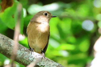 Daurian Redstart ひるがの高原(蛭ヶ野高原) Sat, 9/23/2023