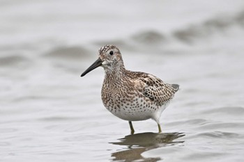 オバシギ ふなばし三番瀬海浜公園 2023年9月23日(土)