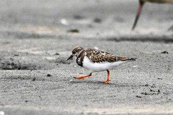 キョウジョシギ ふなばし三番瀬海浜公園 2023年9月23日(土)