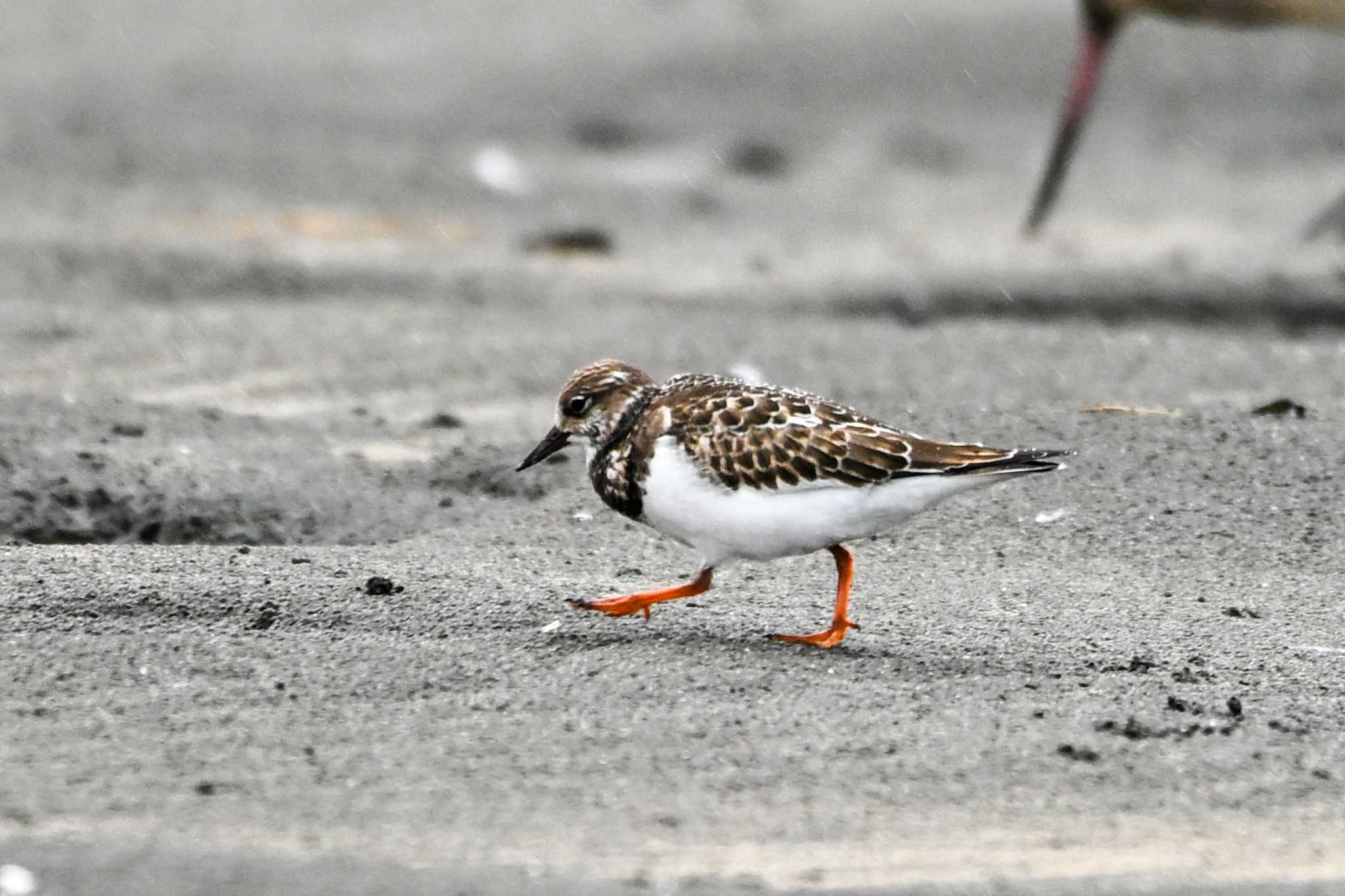 ふなばし三番瀬海浜公園 キョウジョシギの写真 by Yokai