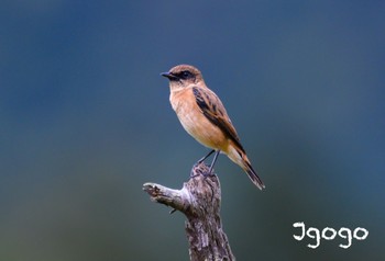 Amur Stonechat Senjogahara Marshland Fri, 9/22/2023