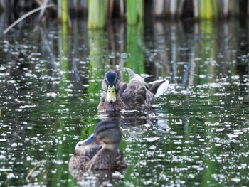 2023年9月23日(土) 五天山公園(札幌市西区)の野鳥観察記録