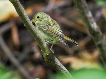 2023年9月23日(土) 宮城沢林道(札幌市西区)の野鳥観察記録