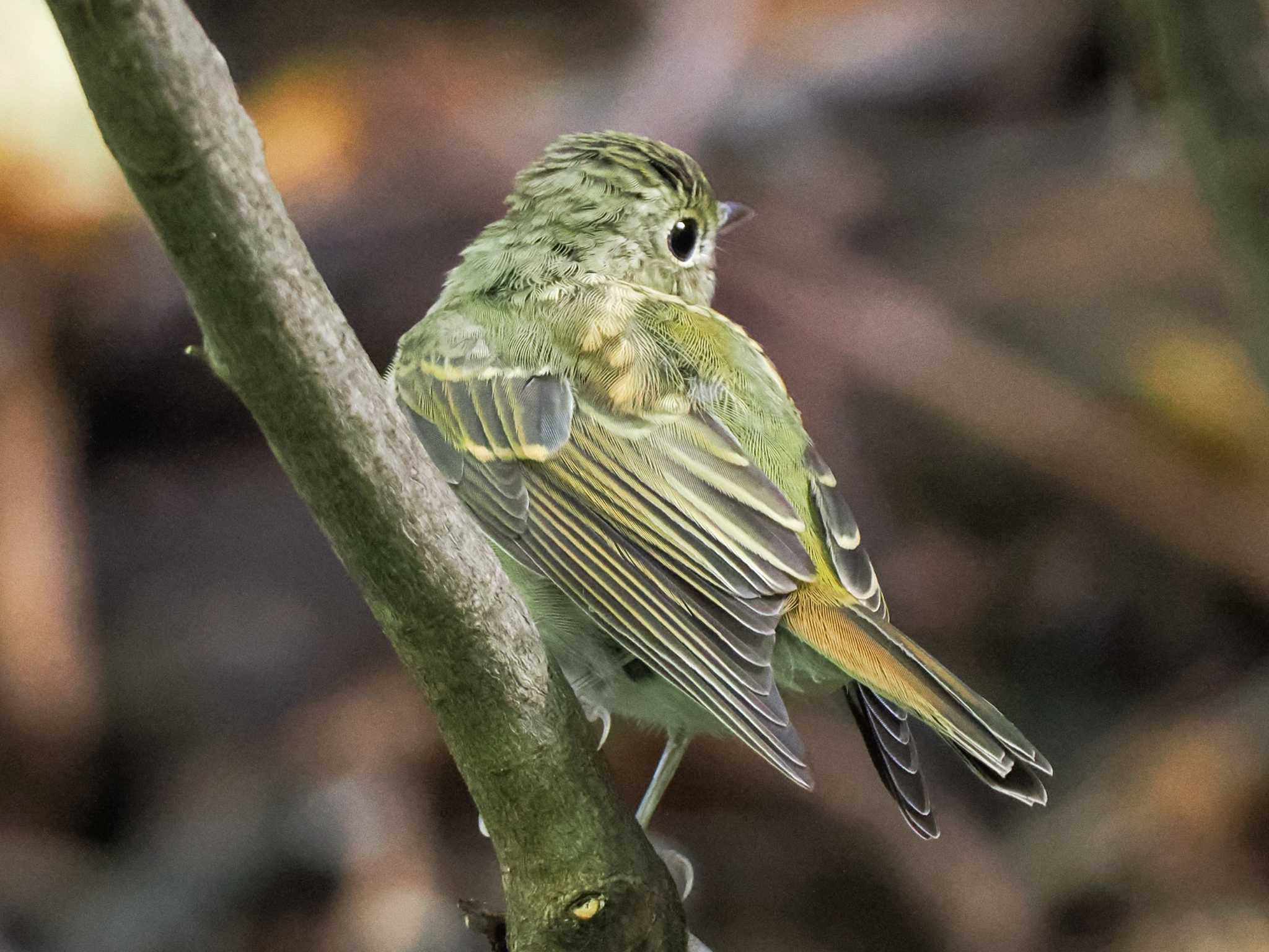 キビタキ