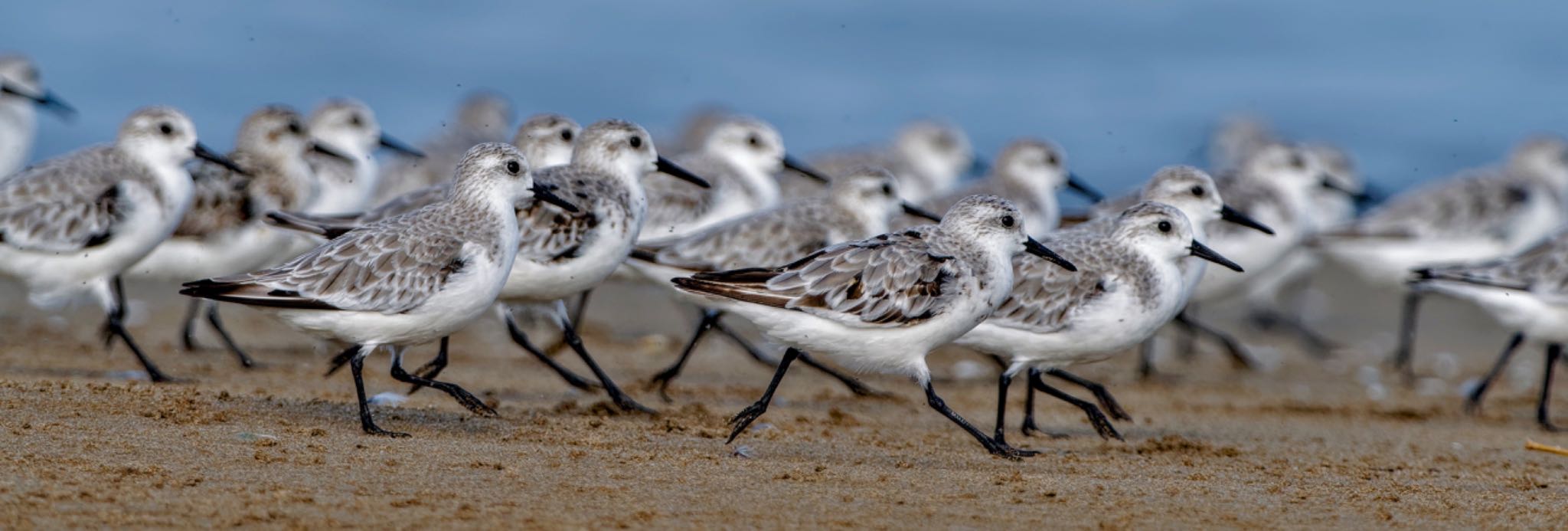 Photo of Sanderling at 千里浜(石川県羽咋市) by アポちん