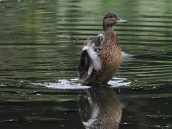 2023年9月23日(土) 北本自然観察公園の野鳥観察記録