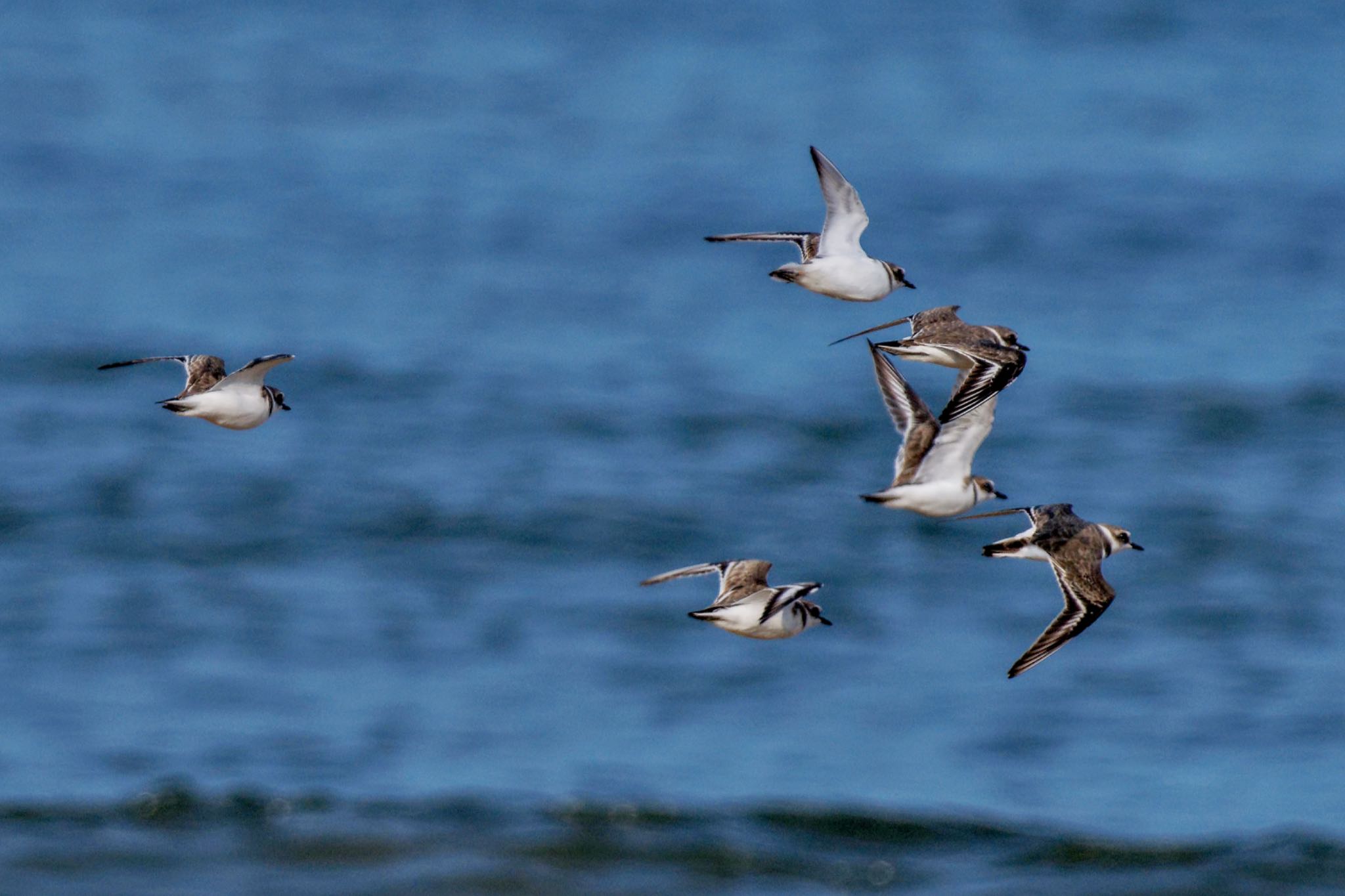 Photo of Kentish Plover at 千里浜(石川県羽咋市) by アポちん