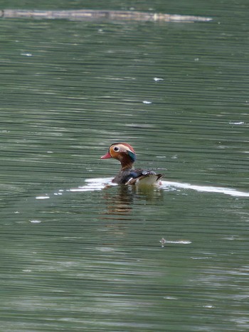 Mandarin Duck 長崎県 Thu, 9/14/2023