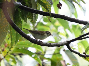 Eastern Crowned Warbler 長崎県 Thu, 9/21/2023