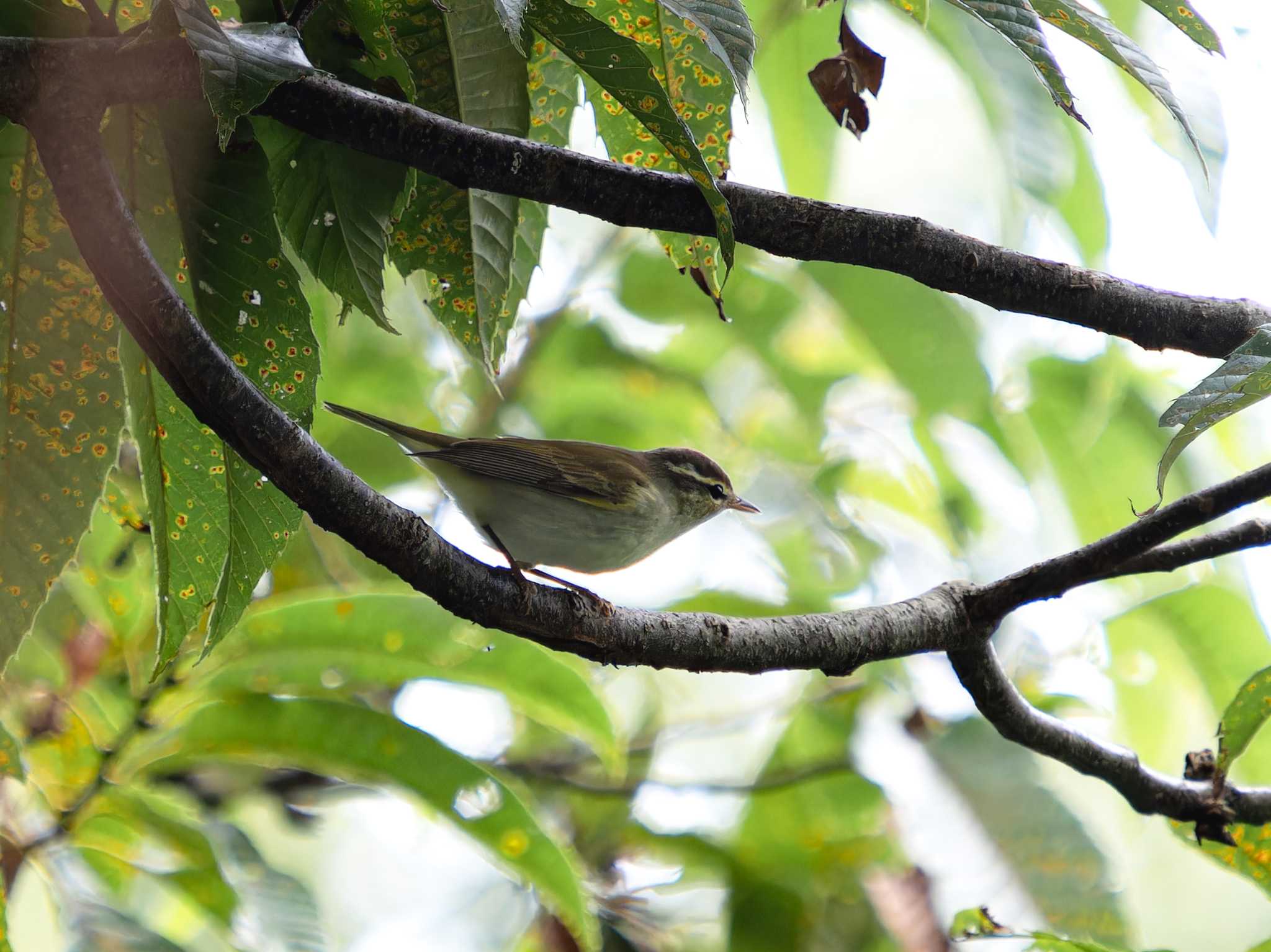 Eastern Crowned Warbler