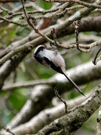 Long-tailed Tit 長崎県 Thu, 9/21/2023