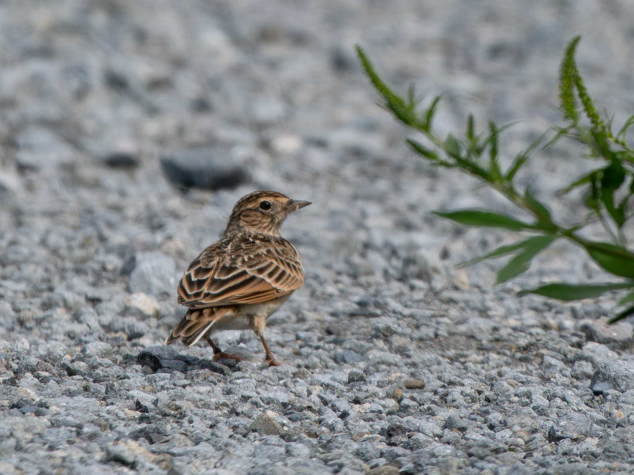 Eurasian Skylark