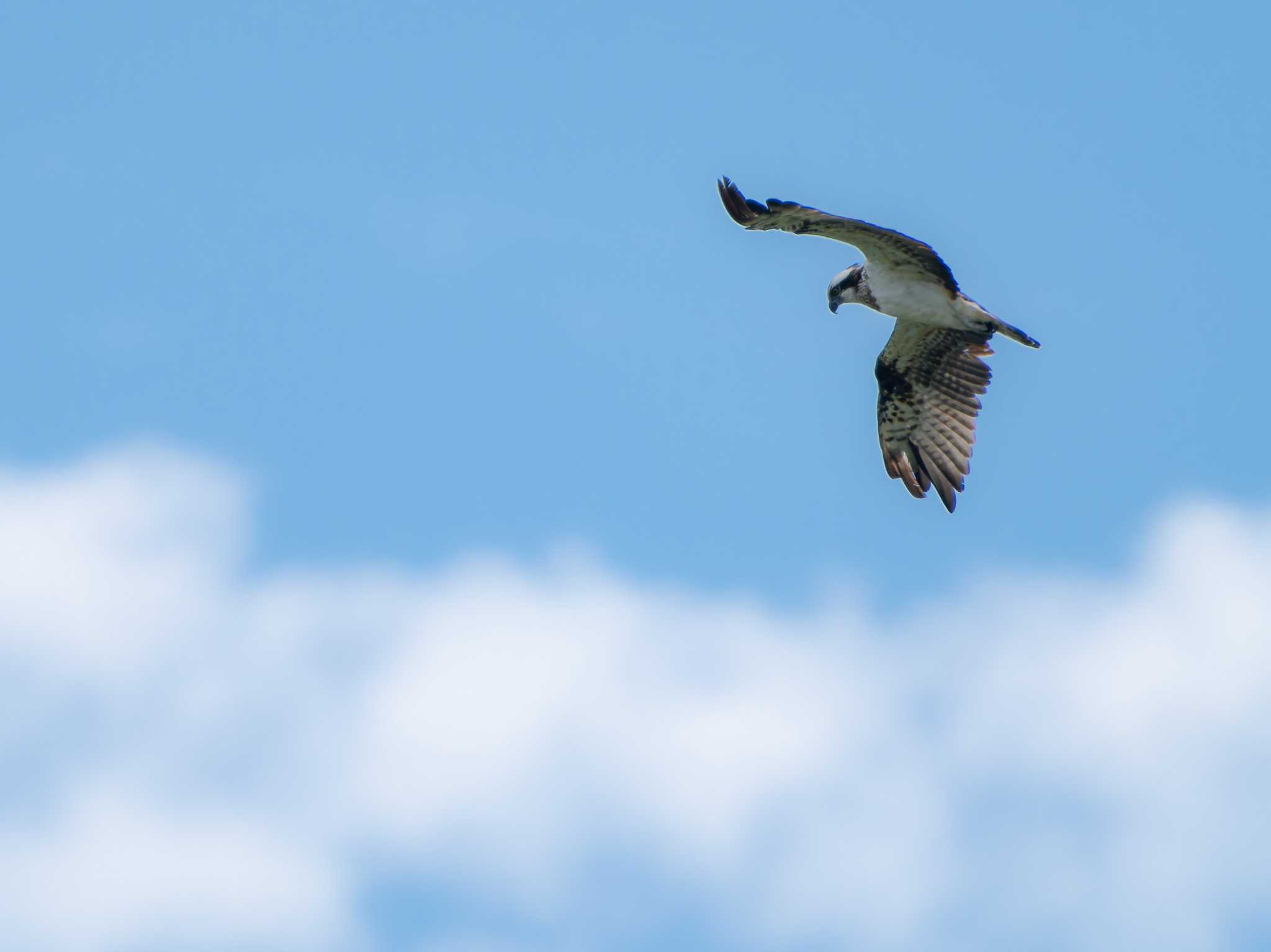 Osprey