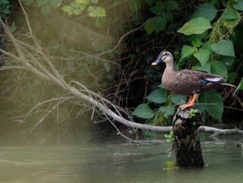 2023年9月23日(土) 長崎県の野鳥観察記録