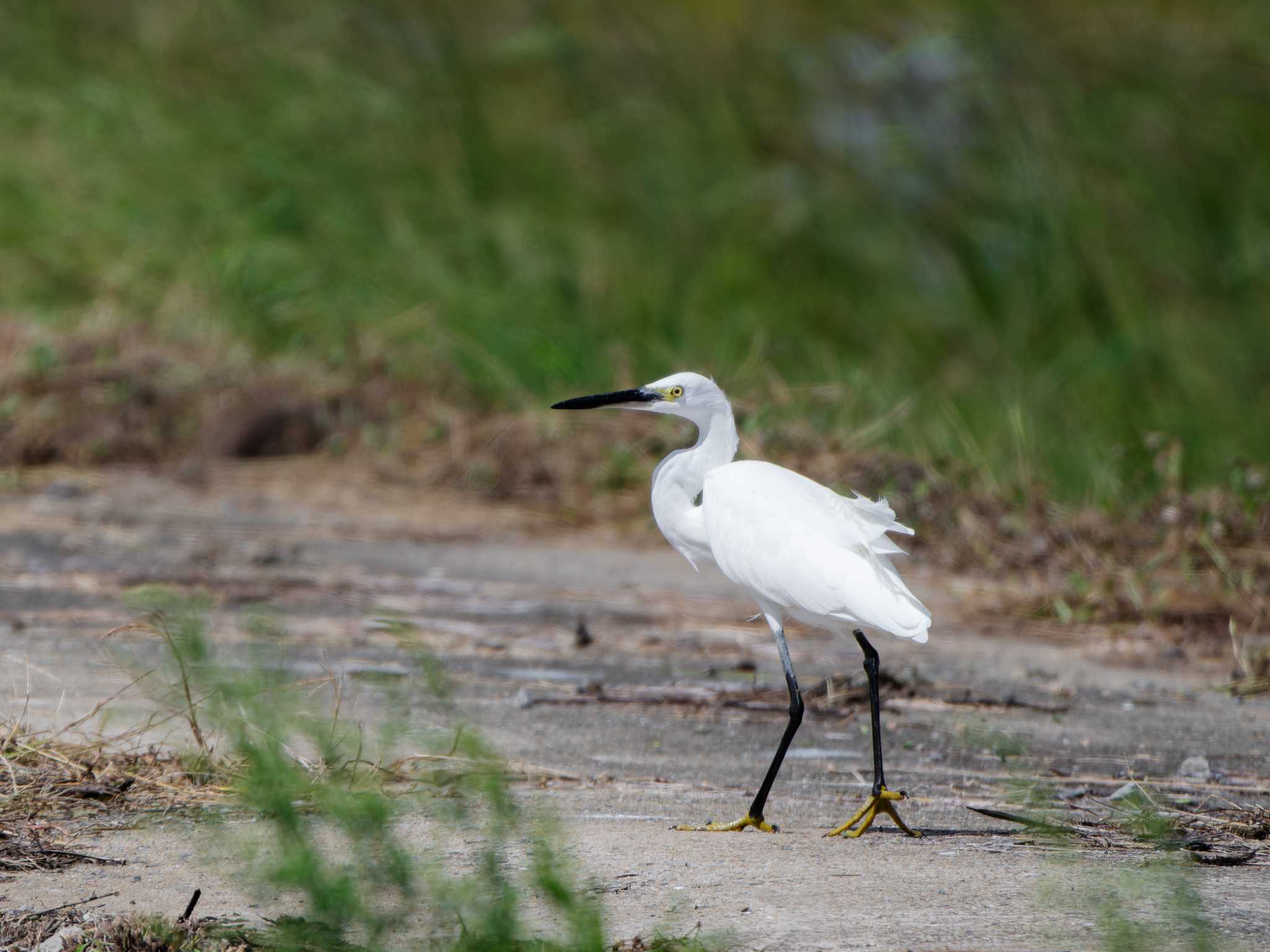 Little Egret