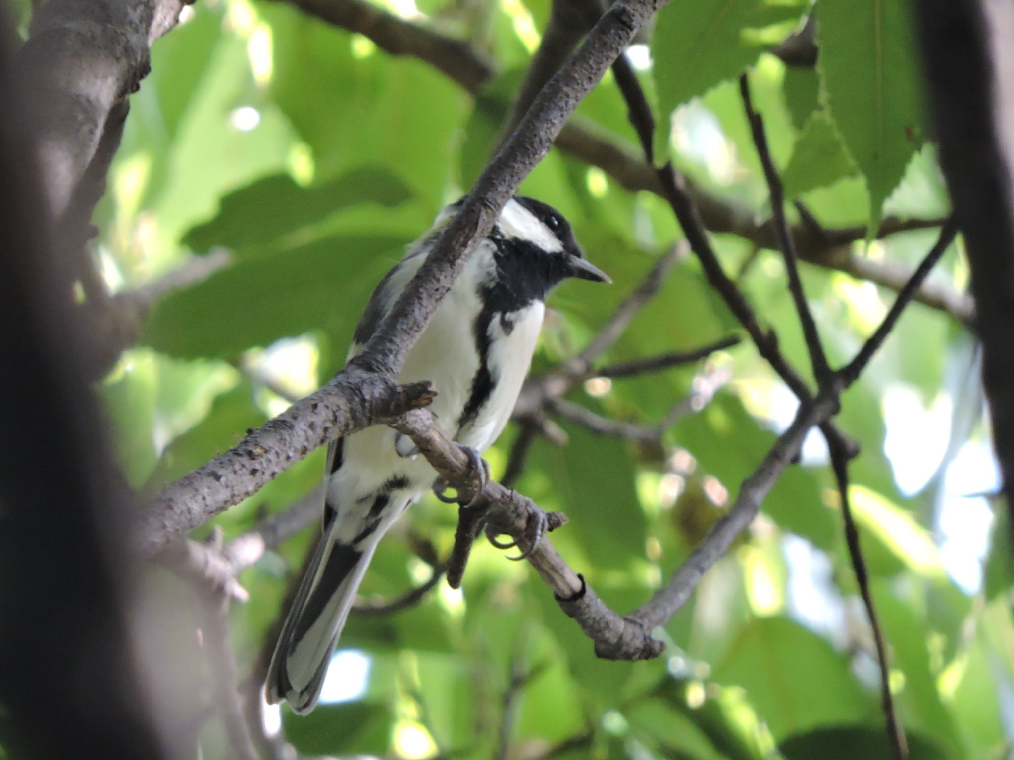 Japanese Tit