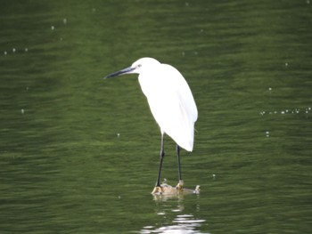 Little Egret Osaka Tsurumi Ryokuchi Sat, 9/23/2023