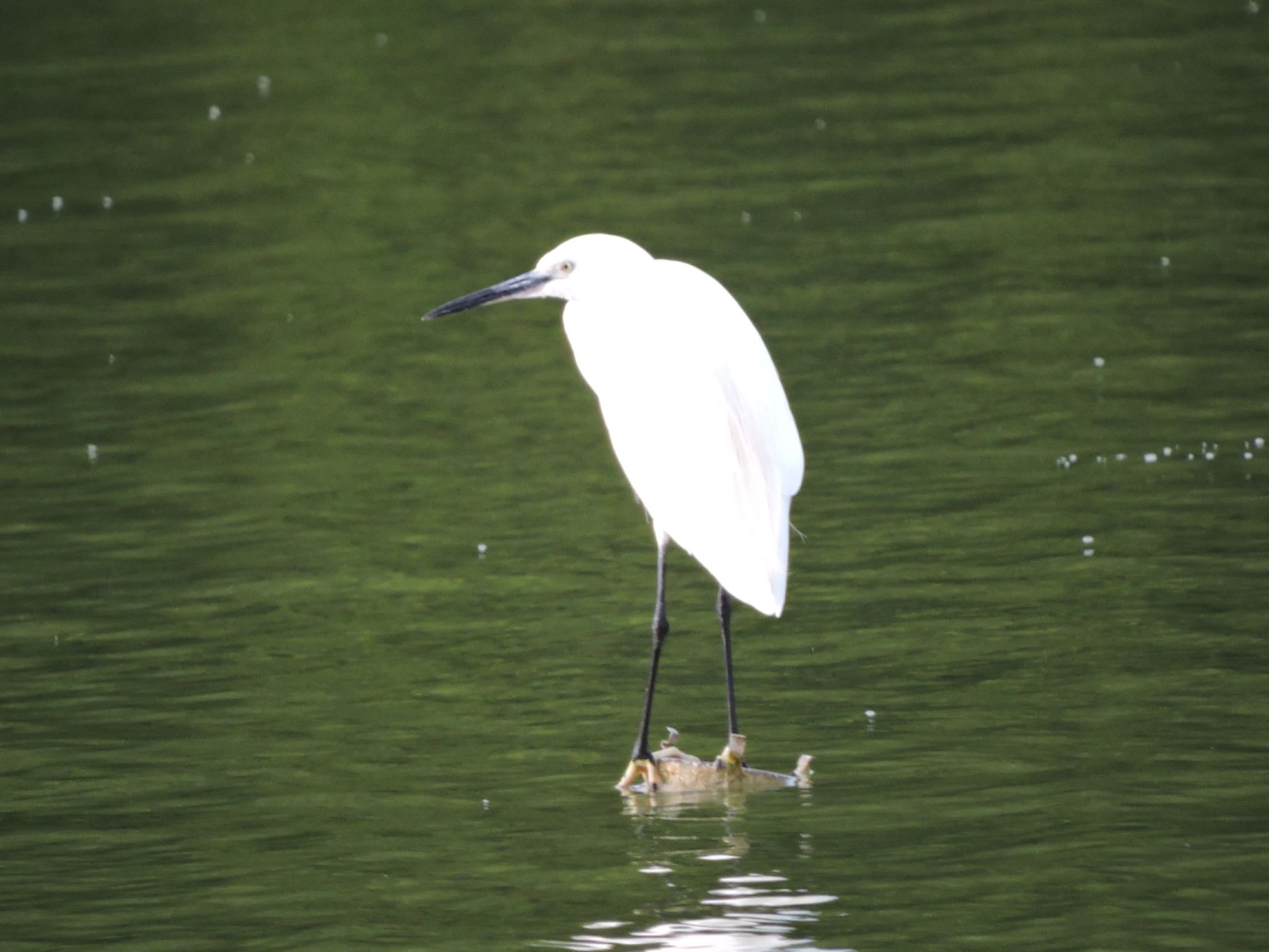 Little Egret