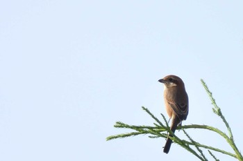 Bull-headed Shrike 京都府 京田辺市 Sat, 9/23/2023