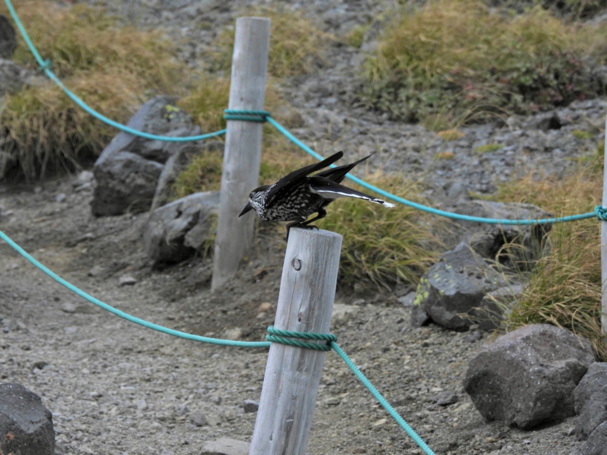 Photo of Spotted Nutcracker at 乗鞍岳 by クロやん