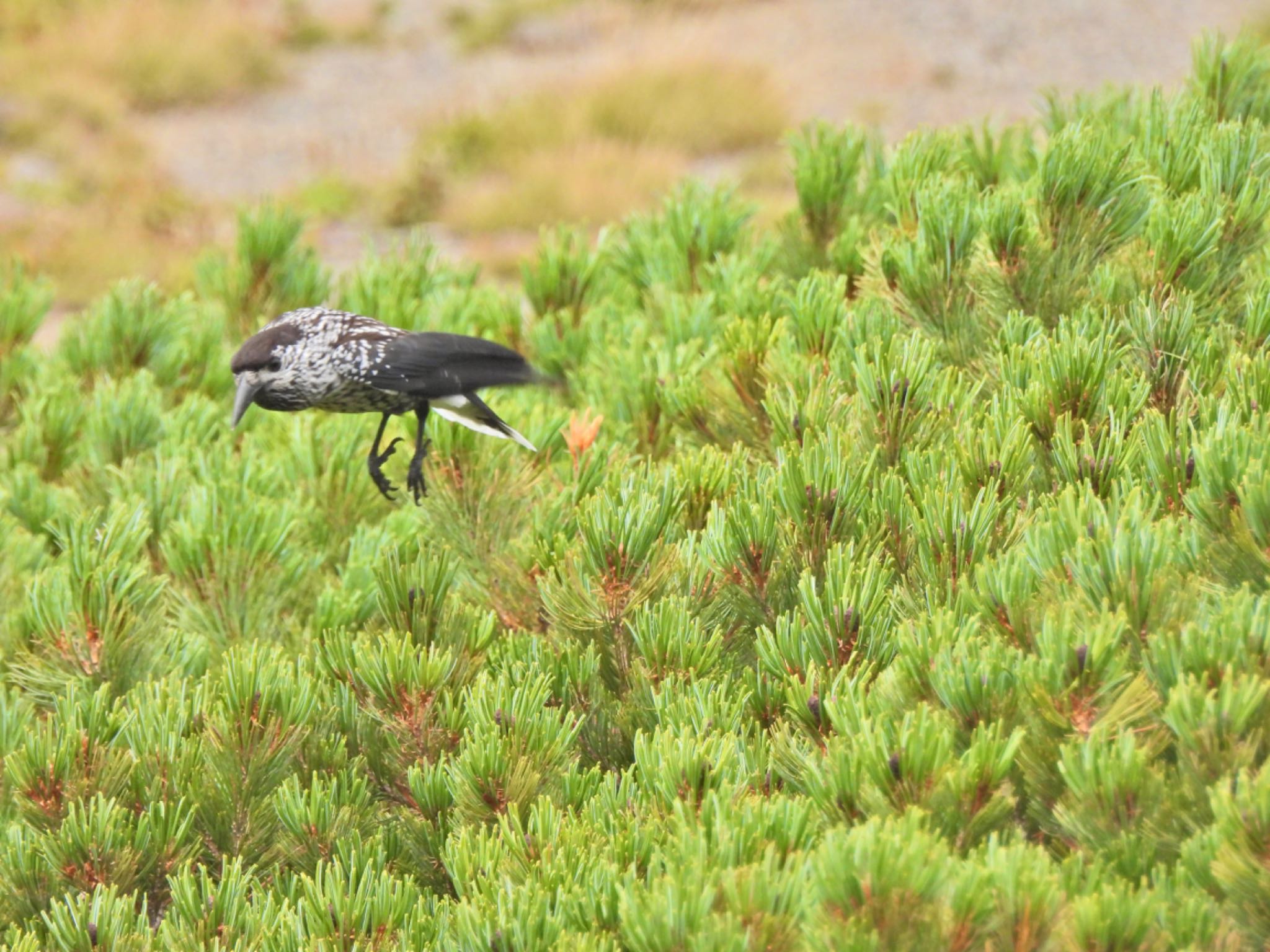 Spotted Nutcracker