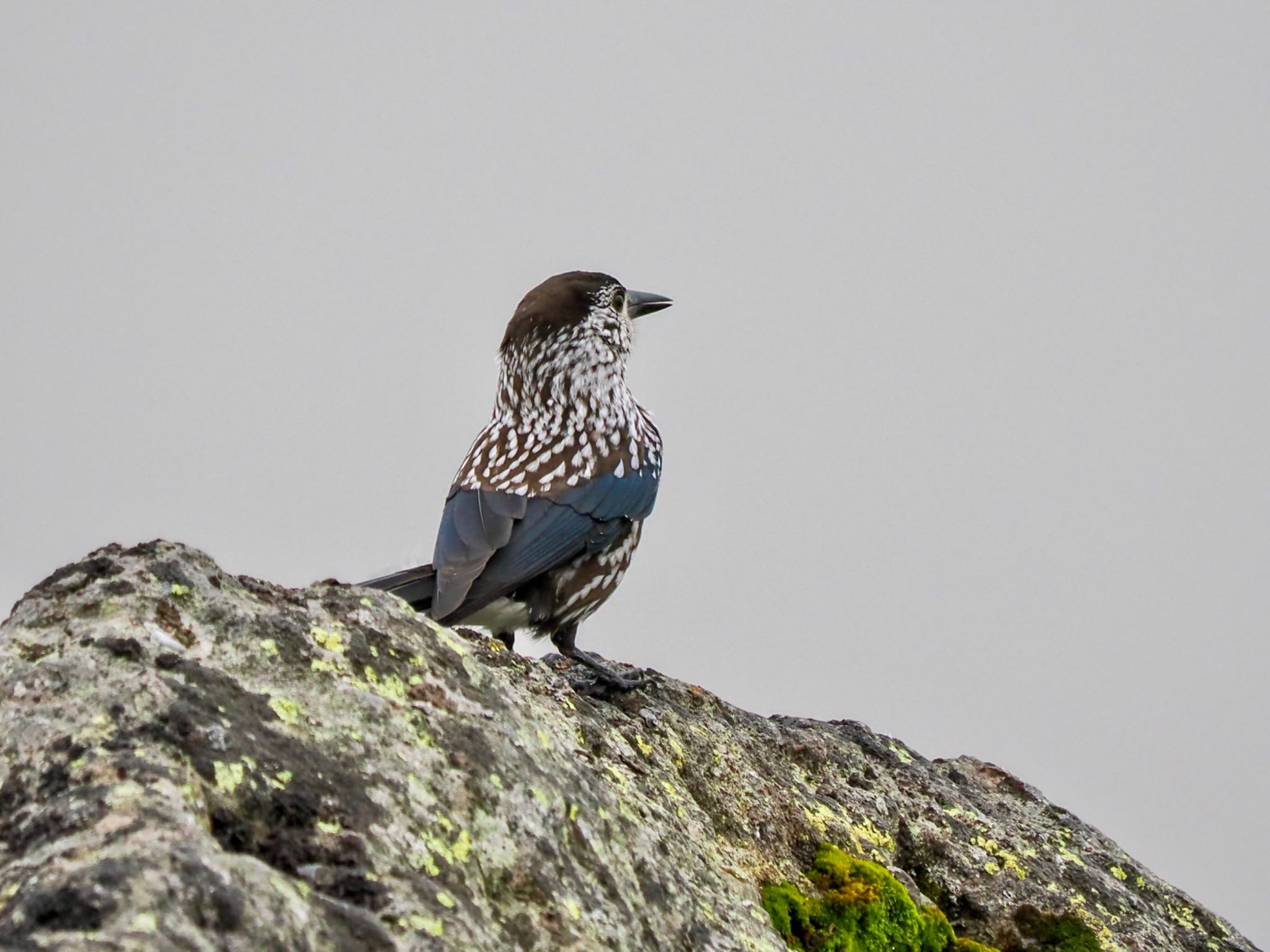 Photo of Spotted Nutcracker at 乗鞍岳 by クロやん