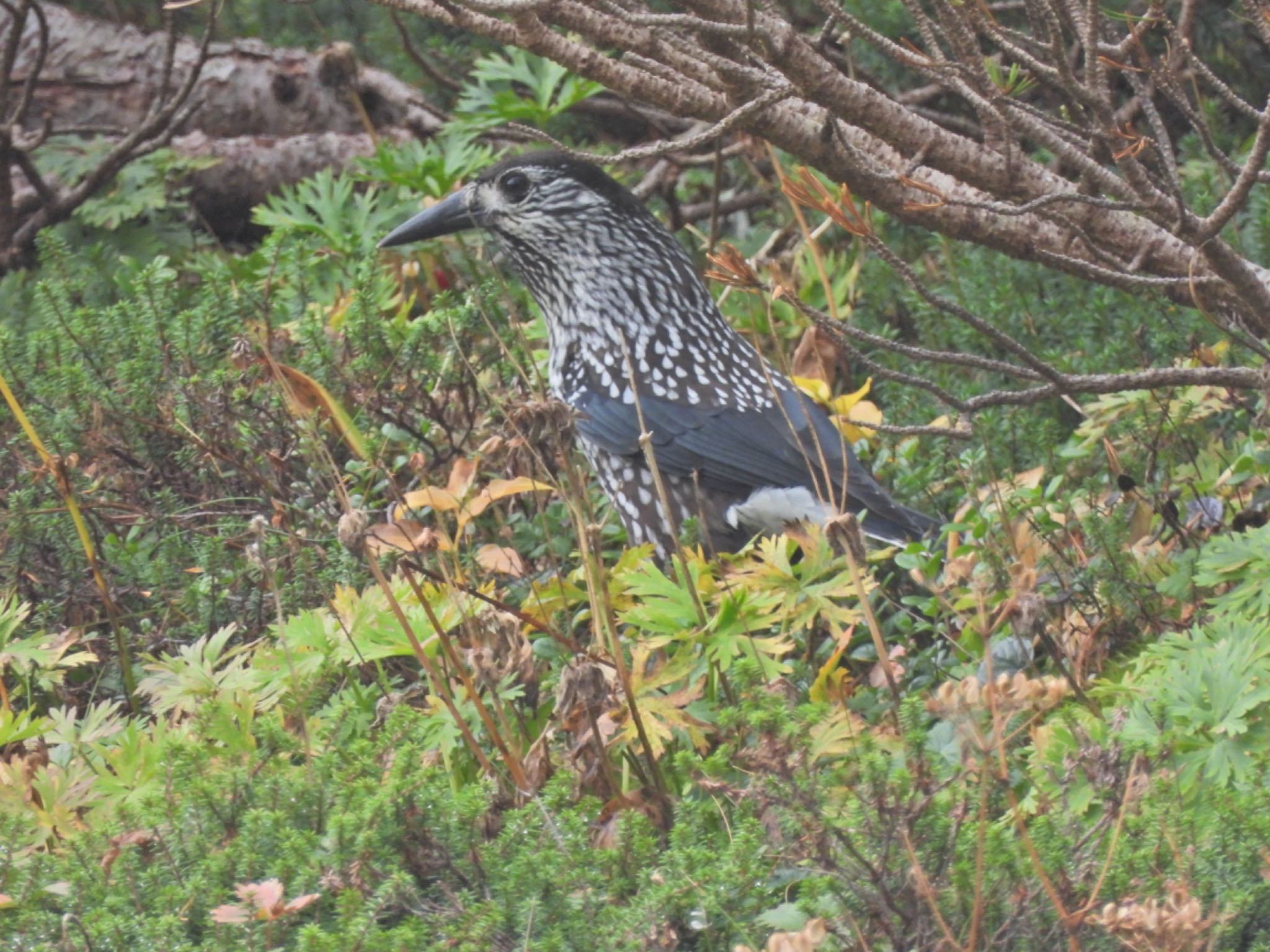 Spotted Nutcracker