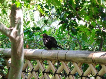 Common Blackbird Principality of Monaco Fri, 8/6/2010