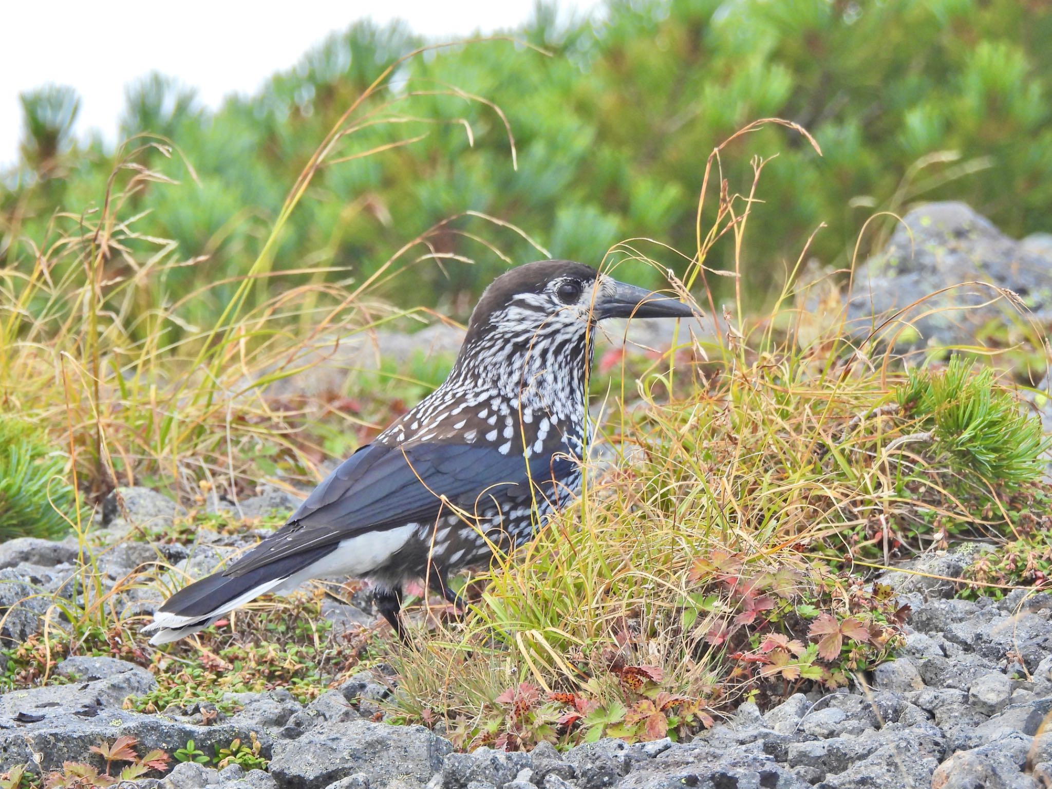 Spotted Nutcracker