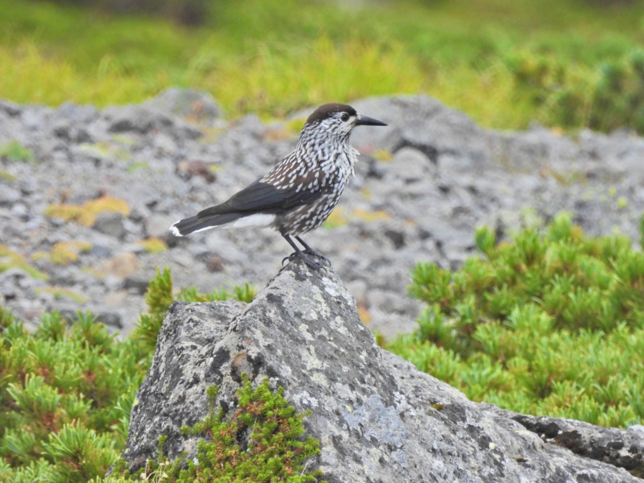 Spotted Nutcracker