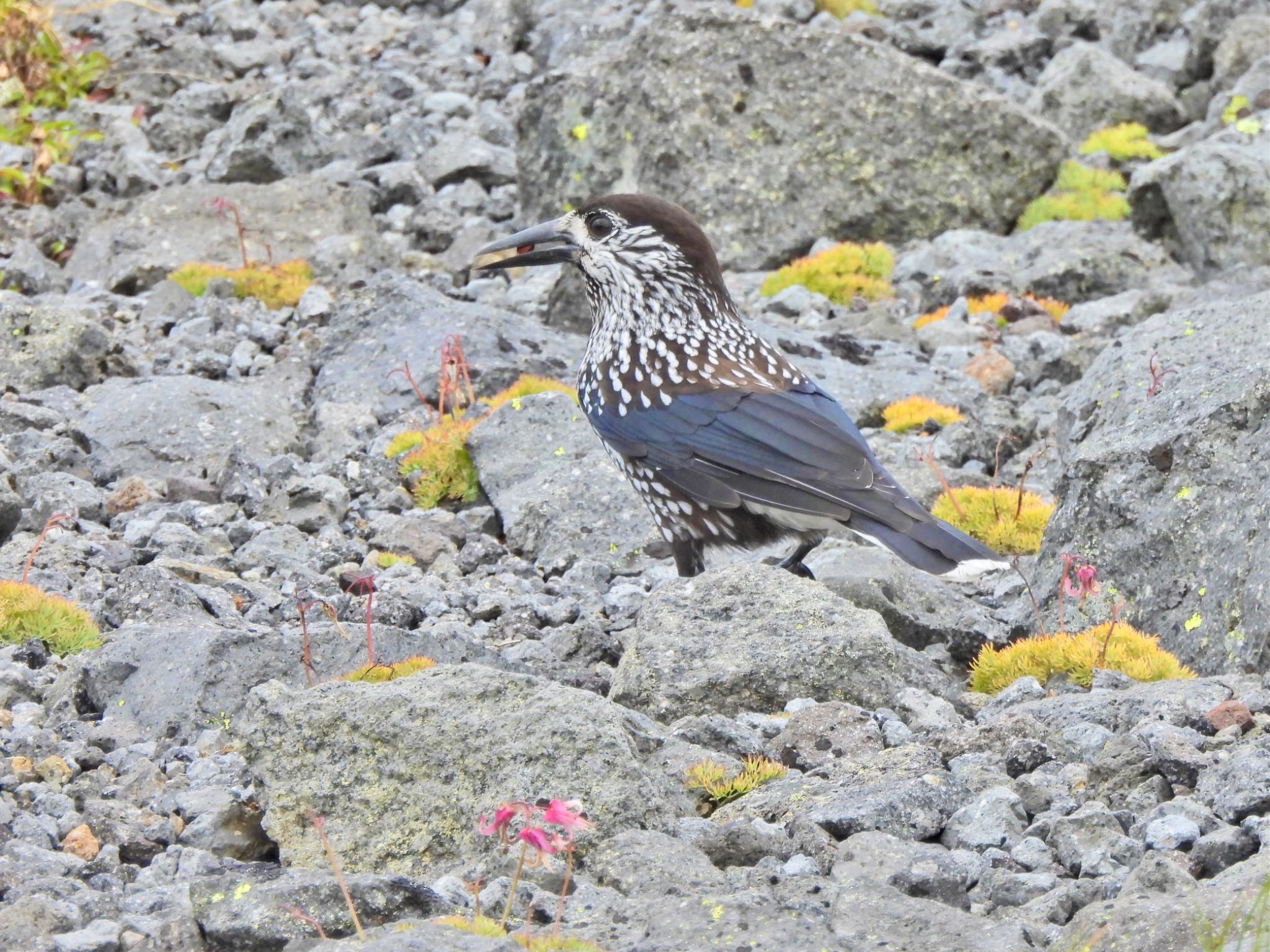 Spotted Nutcracker