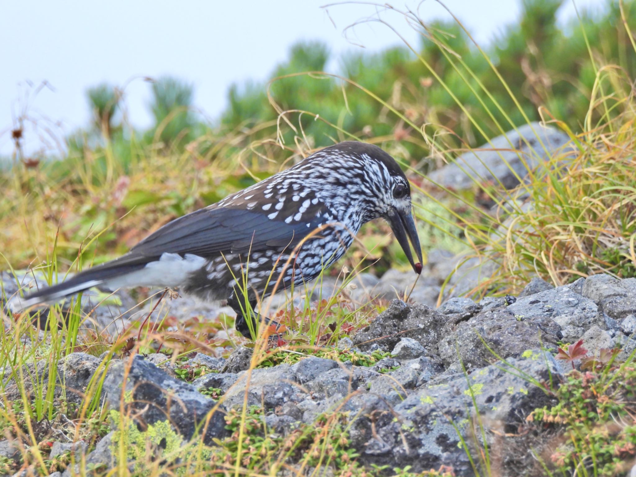 Spotted Nutcracker