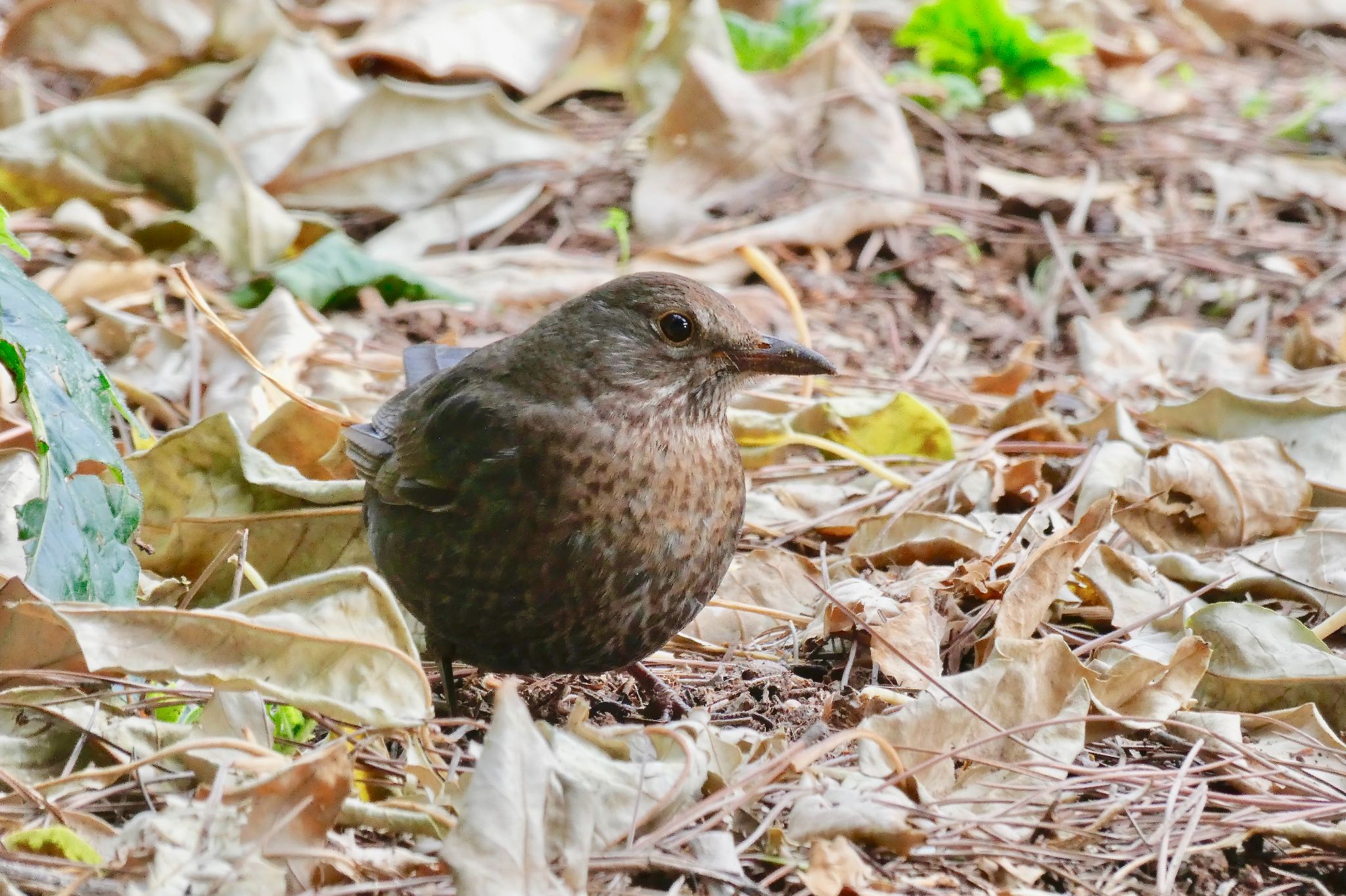 Photo of Common Blackbird at Barcelona,spain by のどか