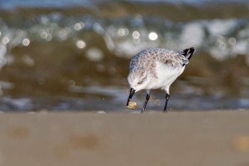 Sanderling 千里浜(石川県羽咋市) Sat, 9/16/2023