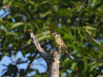 Masked Bunting Tamahara Wetland Sat, 7/29/2023