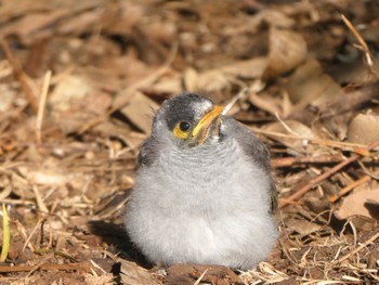 Noisy Miner Sydney Park, alexandria, NSW, Australia Fri, 9/15/2023