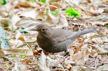 Common Blackbird Barcelona,spain Sat, 3/3/2018