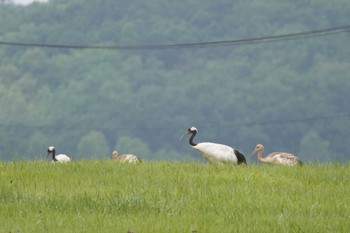 タンチョウ 北海道帯広市 2023年8月15日(火)