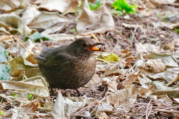 Common Blackbird Barcelona,spain Sat, 3/3/2018