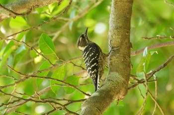 Japanese Pygmy Woodpecker(amamii) Amami Nature Observation Forest Tue, 9/19/2023