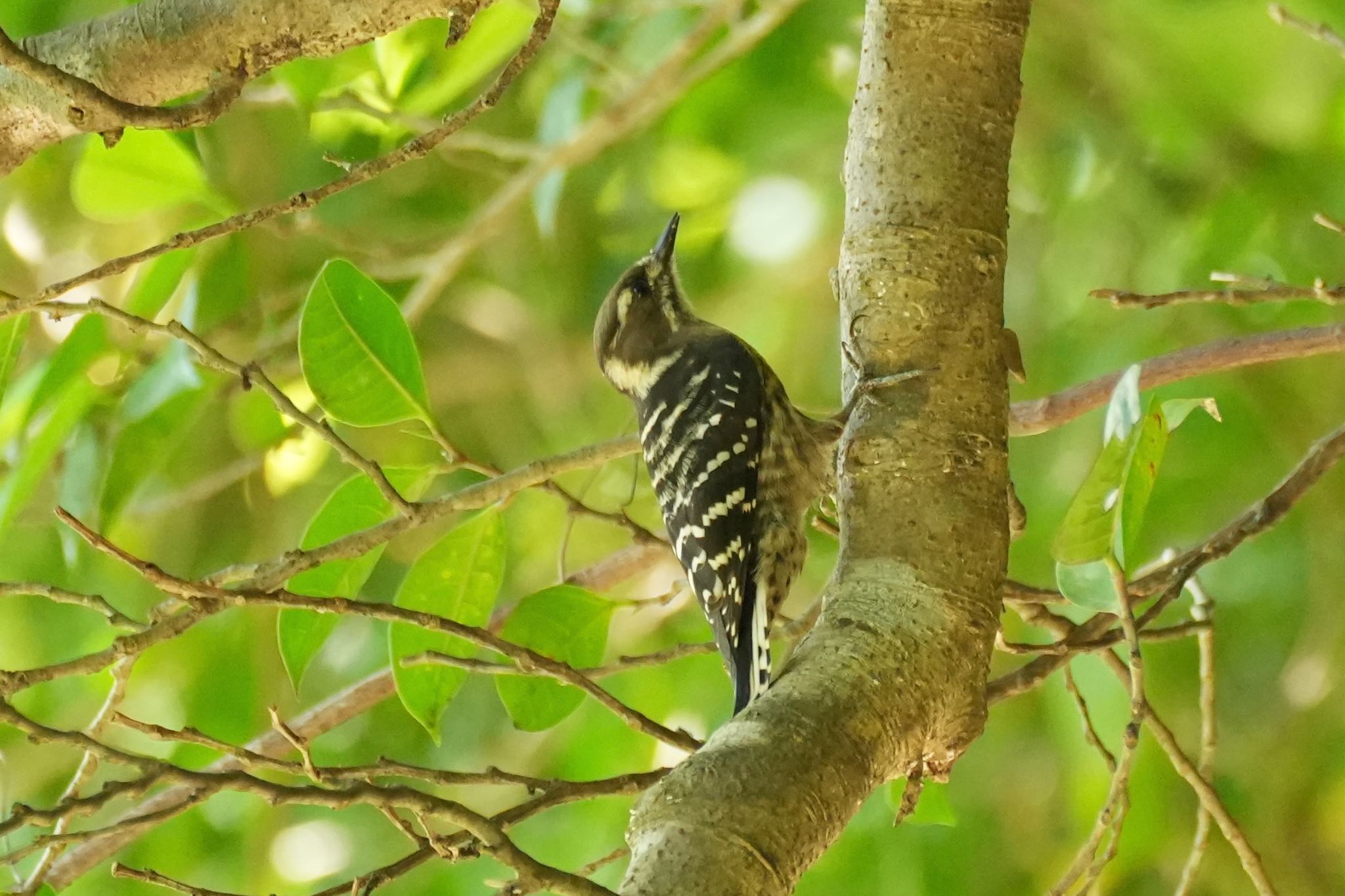 Japanese Pygmy Woodpecker(amamii)