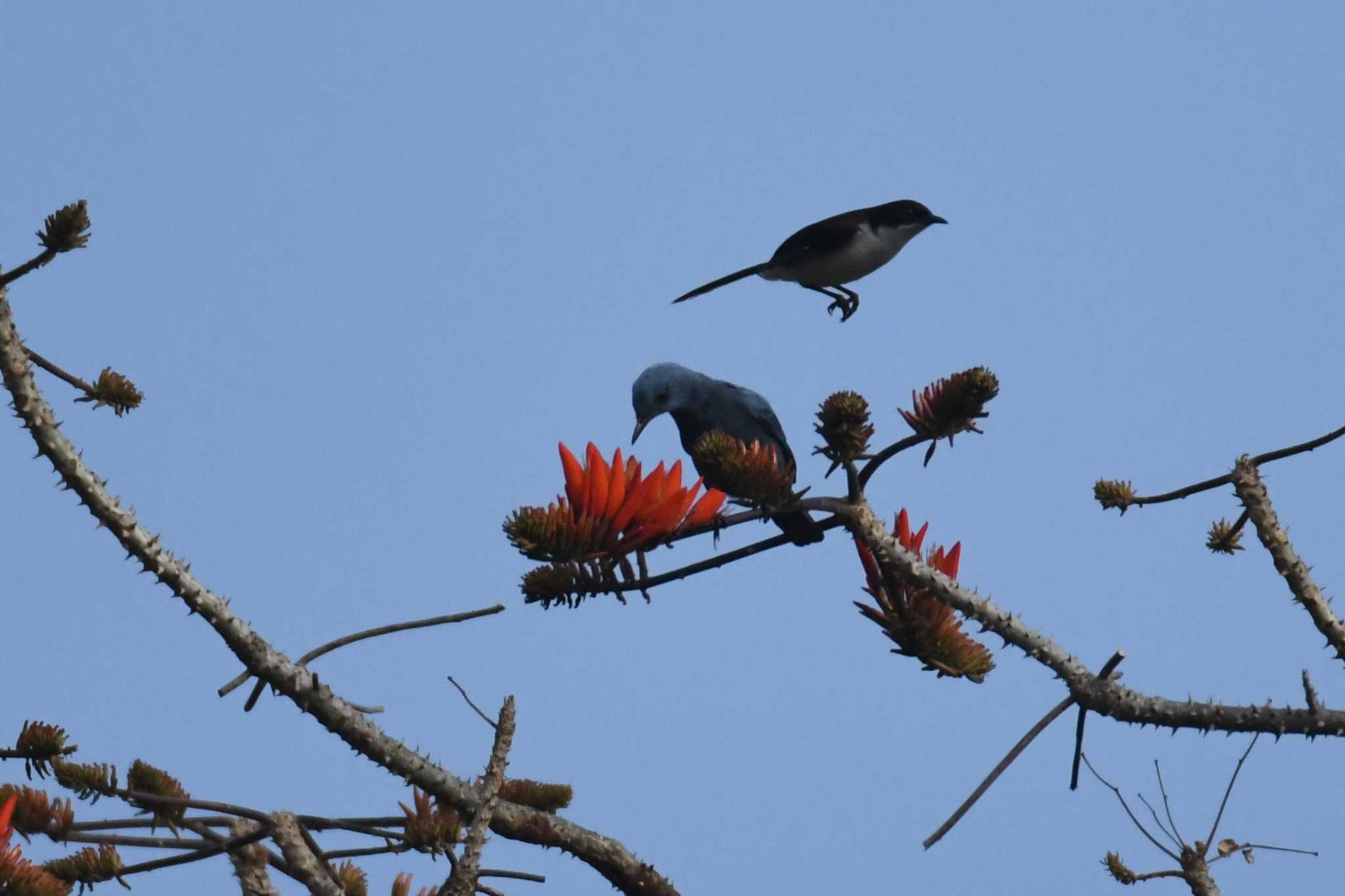 Blue Rock Thrush