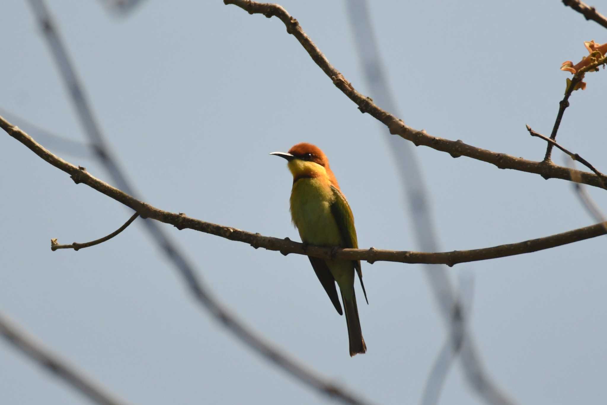 Chestnut-headed Bee-eater