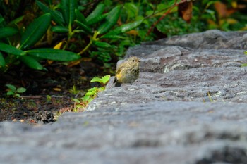 Red-flanked Bluetail 奥庭(富士山) Sat, 9/23/2023