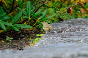 Red-flanked Bluetail 奥庭(富士山) Sat, 9/23/2023