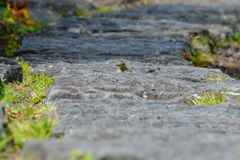 Red-flanked Bluetail 奥庭(富士山) Sat, 9/23/2023