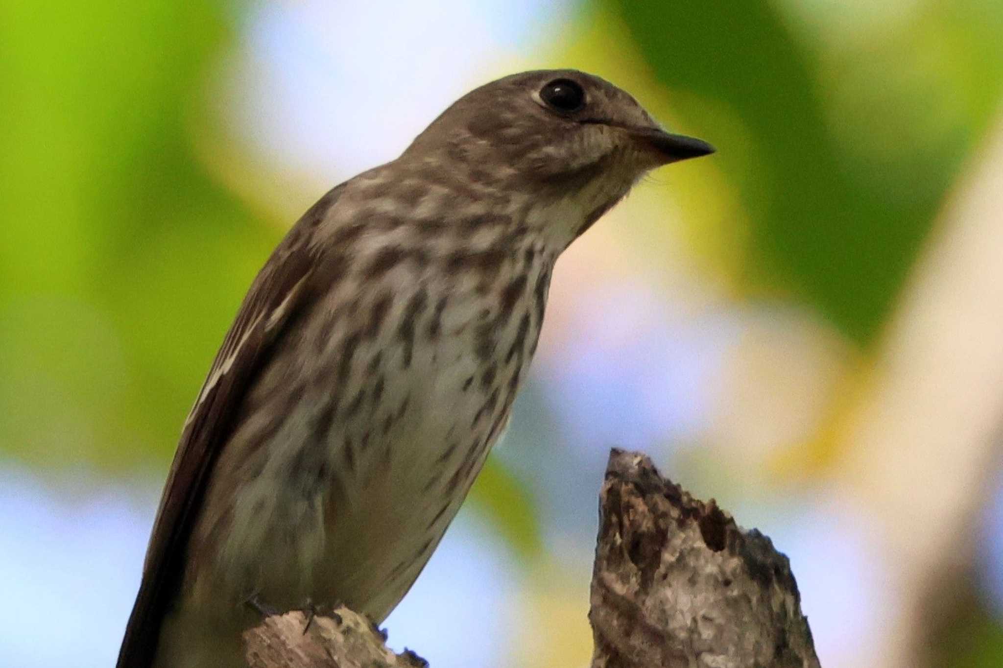 Grey-streaked Flycatcher