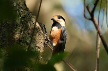 Varied Tit(amamii) Amami Nature Observation Forest Tue, 9/19/2023