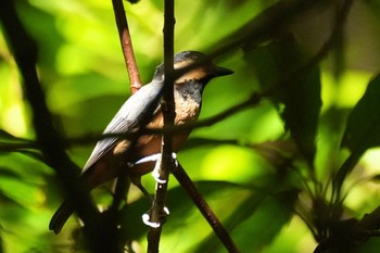 Varied Tit(amamii) Amami Nature Observation Forest Tue, 9/19/2023