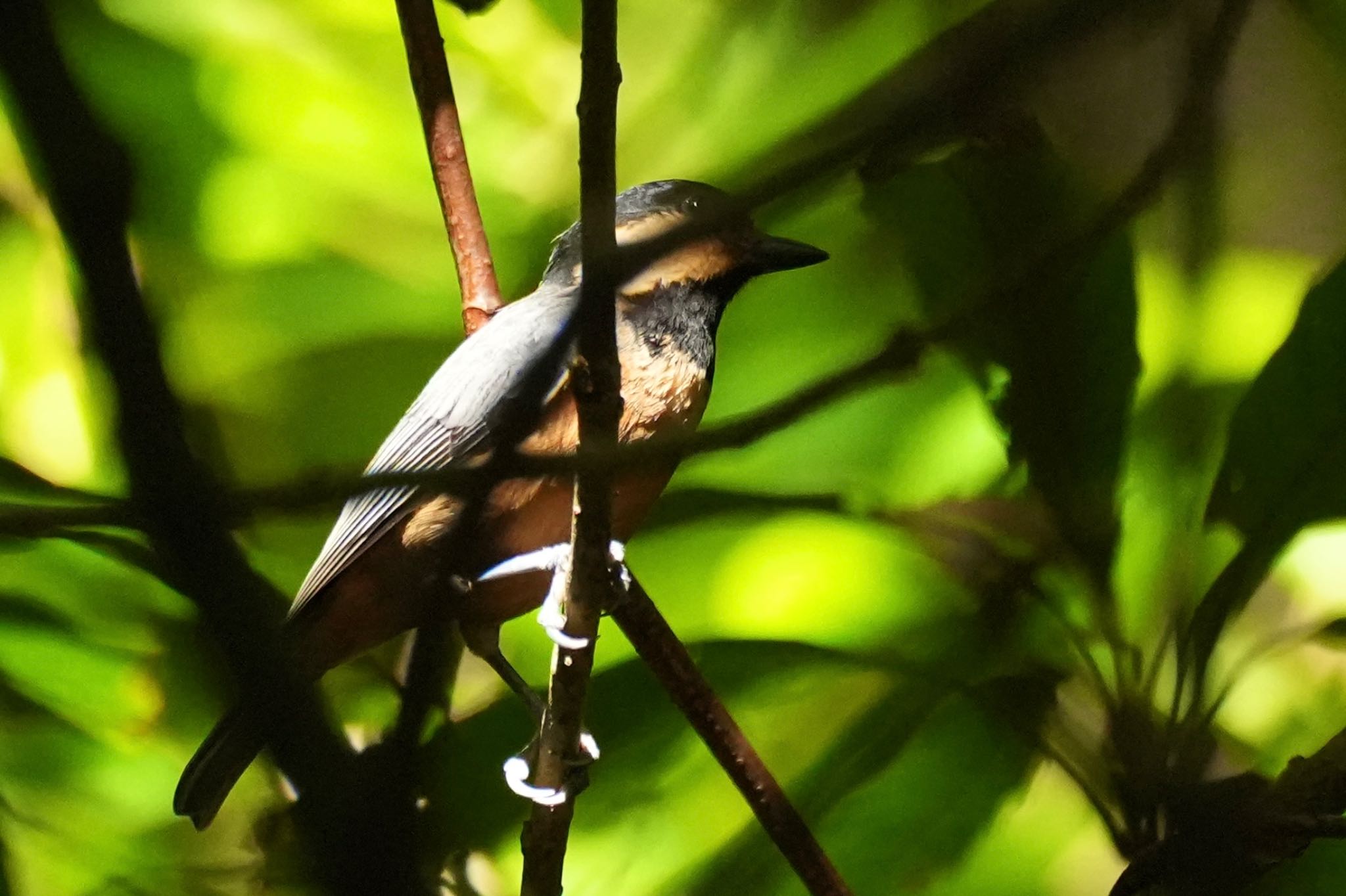 Varied Tit(amamii)